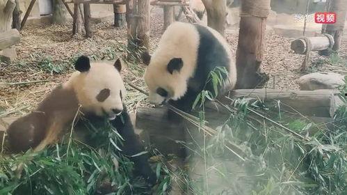 娱乐吃瓜大熊猫视频